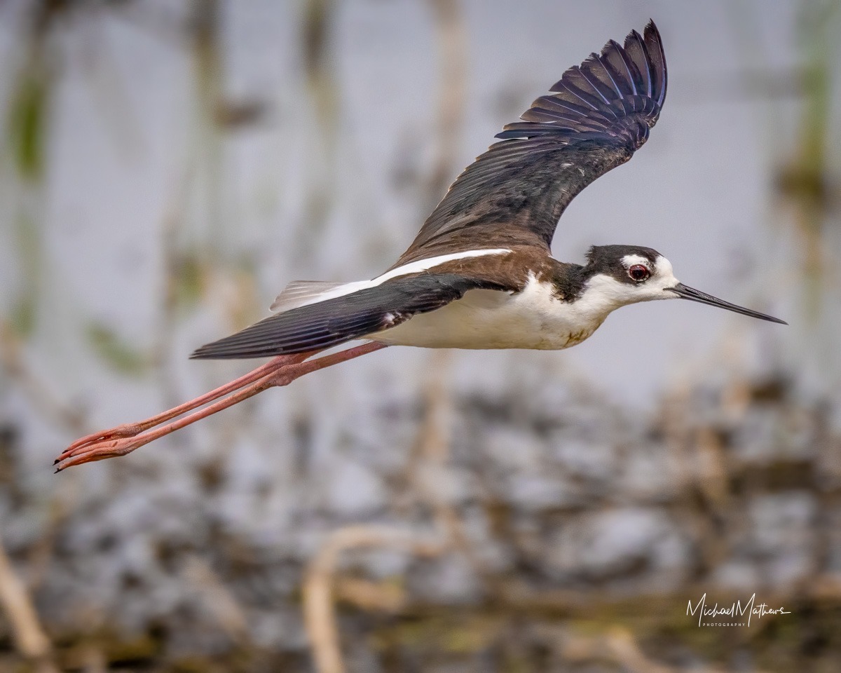 East Texas Birding - Black-necked Stilt