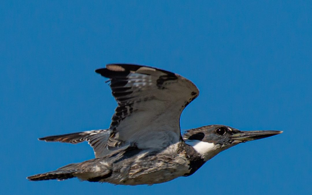 “My” Belted Kingfisher Is a Photography Expert