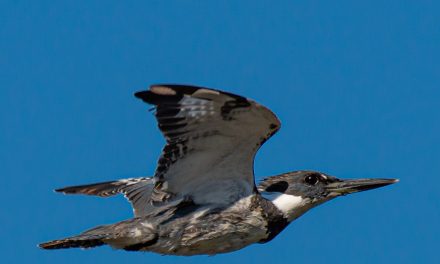 “My” Belted Kingfisher Is a Photography Expert
