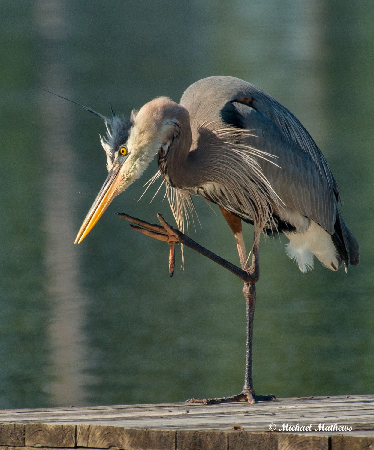 tips-for-new-birders-east-texas-birding-nature-photography-workshops