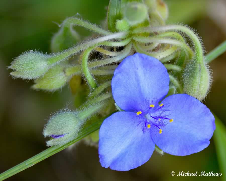 wrapping-your-hands-around-spring-east-texas-birding-nature