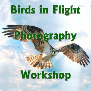 Photography Workshop - Birds in Flight