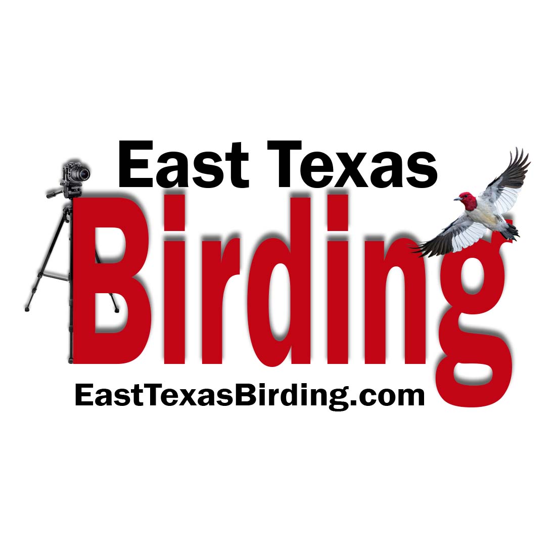 I Found A Baby Bird! What Should I Do? - East Texas Birding & Nature  Photography Workshops