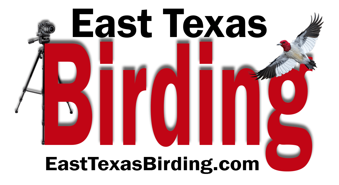 East Texas Birding & Nature Photography Workshops
