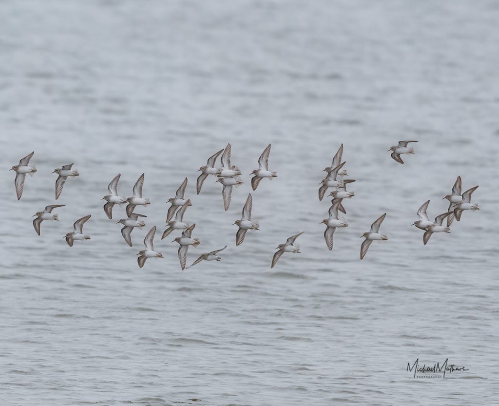 LeastSandpipers122621 3