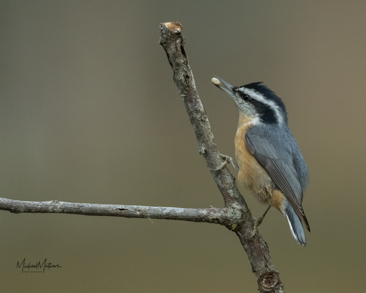 Red breastedNuthatch111821 1 1