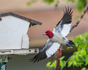 East Texas Birding & Identification of East Texas Birds