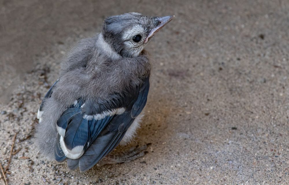 I Found A Baby Bird! What Should I Do? - East Texas Birding & Nature  Photography Workshops