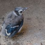 I Found a Baby Bird! What Should I Do?