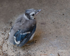 Found a baby bird