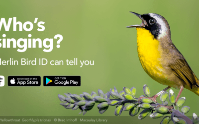 How to Learn Bird Calls & Songs – Taking the Mystery Out of Bird Calls