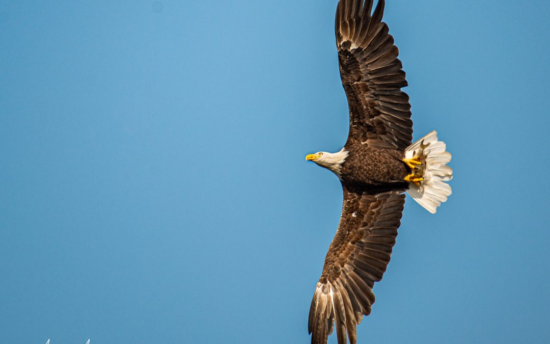 A Bald Eagle Sighting Warrants an Elbow in the Ribs