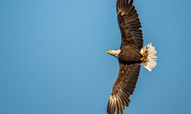 A Bald Eagle Sighting Warrants an Elbow in the Ribs