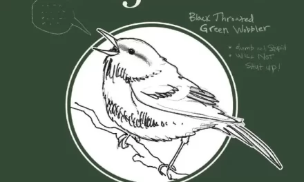 Canyon Wren