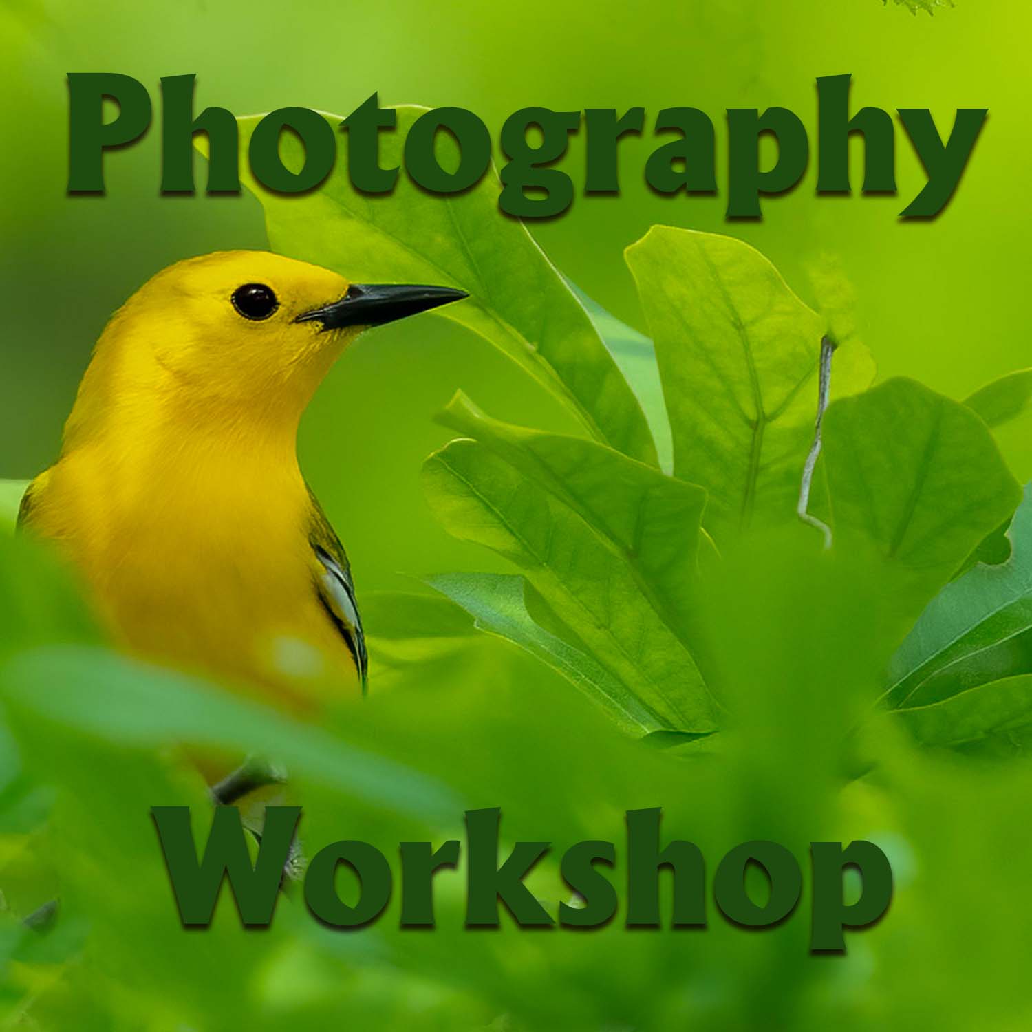 East Texas Bird Photography Workshops