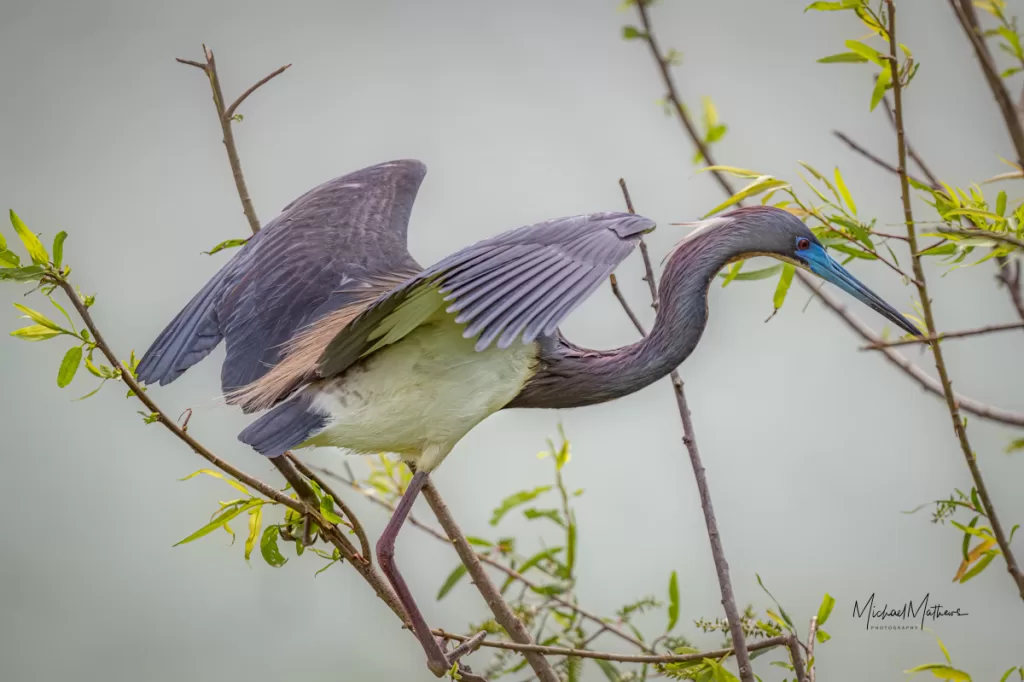 Tri-colored Heron - Boy Scout Woods