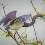 Spring Migration in Texas: The Original Air Show