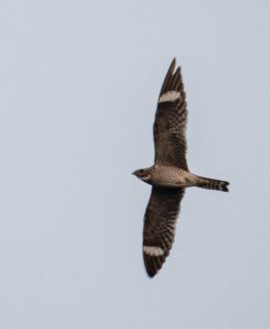 East Texas ID Guide - ID Guide to East Texas Birds - East Texas Birding