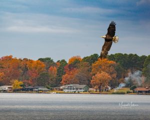 Lone Star Lake - Bald Eagle