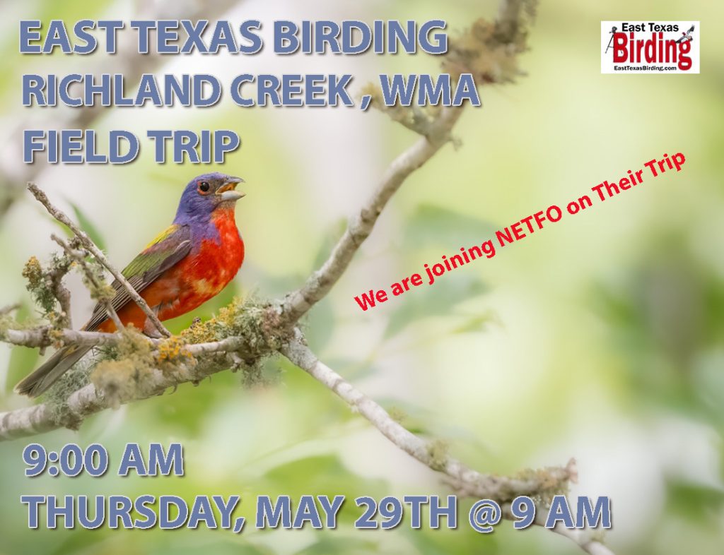 East Texas Birding Field Trip to Richland Creek WMA