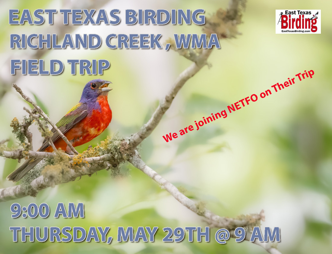 East Texas Birding Field Trip to Richland Creek WMA